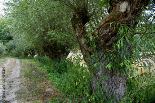 Przydrożne Wierzby głowiaste (Salix L.) w pełnej wiosennej krasie sa charakterystycznym elementem wiejskiego krajobrazu.
Wierzba głowiasta to nie odrębny gatunek drzewa, tylko jej forma, kształt nada