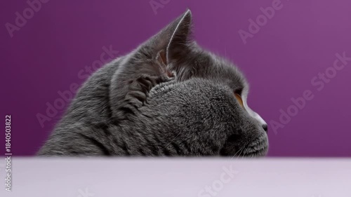 A close-up of a grey feline's face with bright yellow eyes, peeking out from behind a white surface