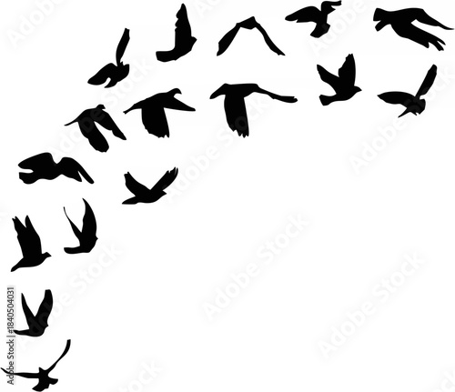 Doves and pigeons set for pea...