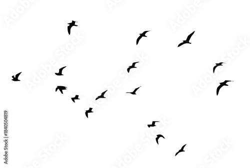 Flocks of birds silhouette on...