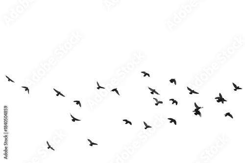 Flocks of flying pigeons isol...