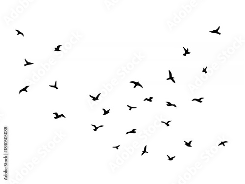 Flying bird. Flock of birds b...