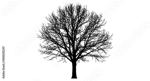 Deciduous tree silhouette vector illustration showing bare branches and trunk in a stark winter scene