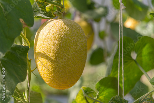 Closeup to Fresh golden melon in greenhouse of farm