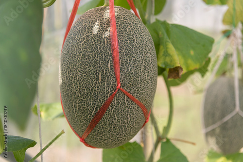 Fresh green melon in greenhouse