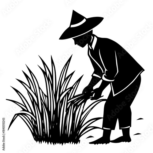 Farmer cuts grass in field during day using sharp tool for crop maintenance and land management