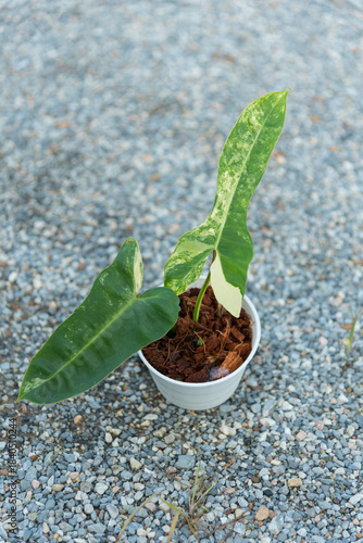 Closeup to New hybrid plant Philodendron Jennifer var in the pot   