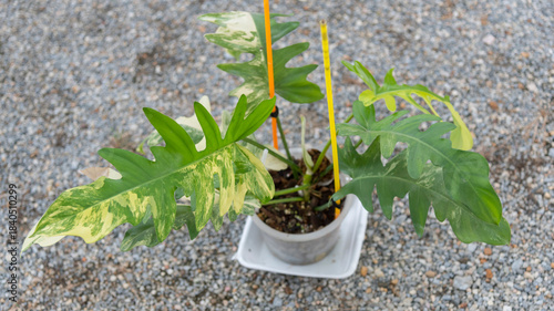  Philodendron Philodendron Distantilobum x Florida beauty Variegated on the ground