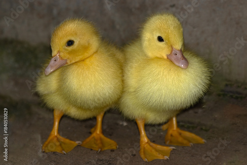 Junge, gelbe  Enten Küken mit Eizahn.
