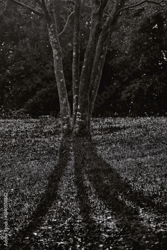 木の影（白黒）