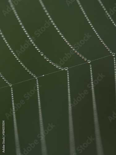 Water droplets on a spider web after the rain