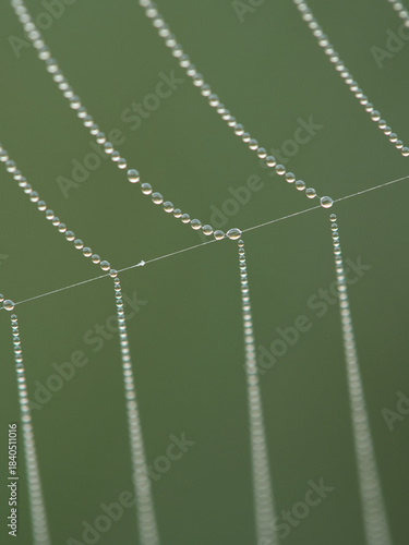 Water droplets on a spider web after the rain