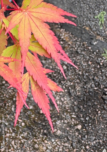 Colourful maple leaves in autumn