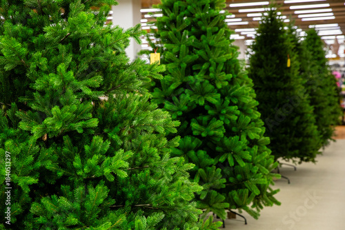A row of green undecorated artificial Christmas trees been displayed for sale in shopping mall. Store of Christmas symbols and accessories. Preparation for New year