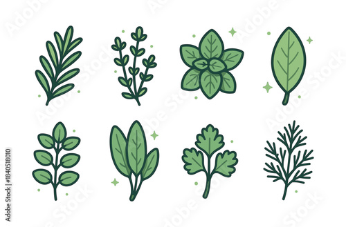Herbs collection, flat vector illustration, fresh leaves, aromatic plants