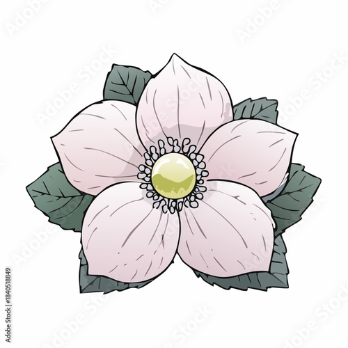 Illustration of a flowering plant with light pink petals and green leaves.