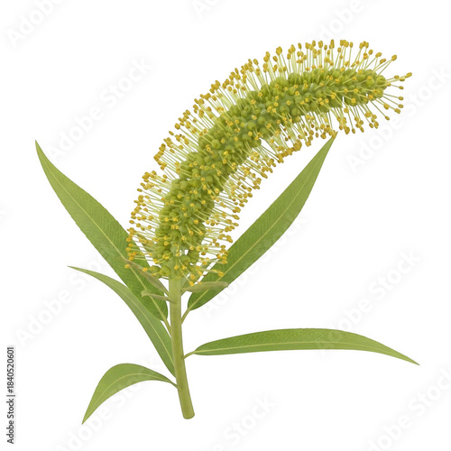 Delicate green willow catkin flower blossom with long leaves isolated