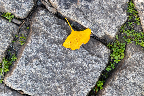 Bright yellow ginkgo leaf resting on granite cobblestones with green plants growing between the stones, Portugal, Porto, 11 October 2025