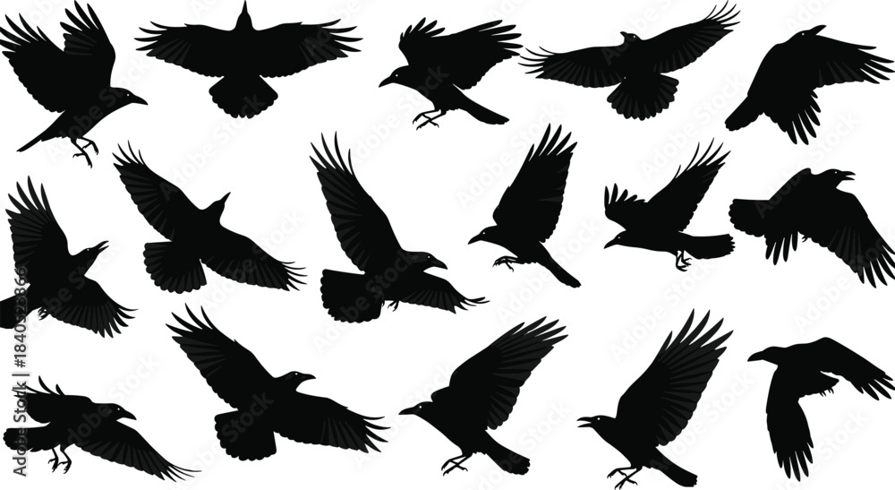 Obraz premium PrintCollection of flying crow silhouettes in various dynamic poses, detailed black bird vector illustration for wildlife design elements, nature graphics and creative artwork