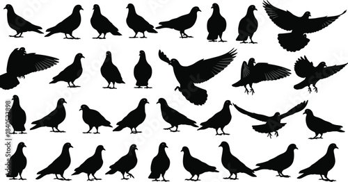 Collection of pigeon silhouettes in various standing and flying poses, detailed black bird vector illustration for wildlife design elements, urban nature graphics and artwork