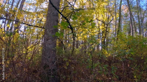 Pacific Northwest Lowland Deciduous Forest 4K UHD.Sun shines through a wetland forest canopy. 4K, UHD.
