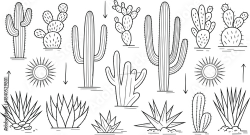 Black and white cactus line art illustration with desert plants, agave, succulents, and minimal botanical design for modern decoration
