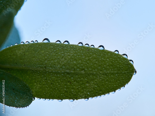 drops of water on an almond leaf