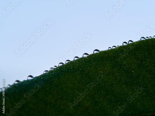 drops of water on an almond leaf
