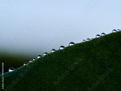 drops of water on an almond leaf