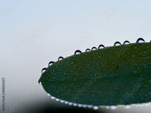 drops of water on an almond leaf