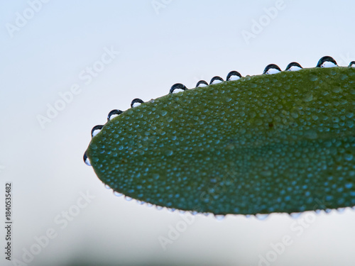 drops of water on an almond leaf