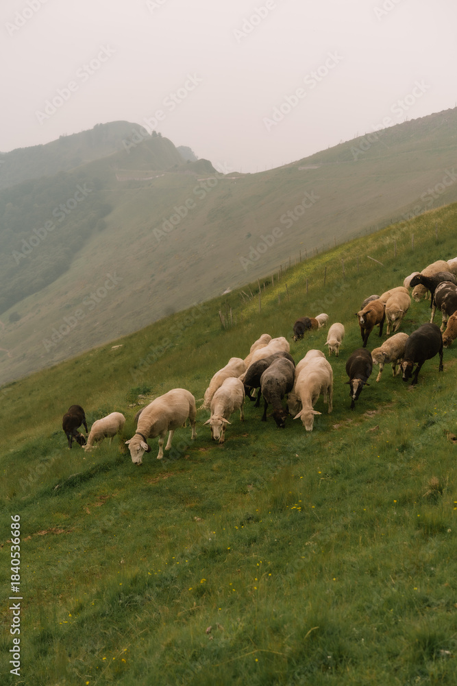 Fototapeta premium Flock of sheep grazing on a green hillside in a mountainous countryside landscape. Peaceful rural scenery with rolling hills in the background under soft natural light. 