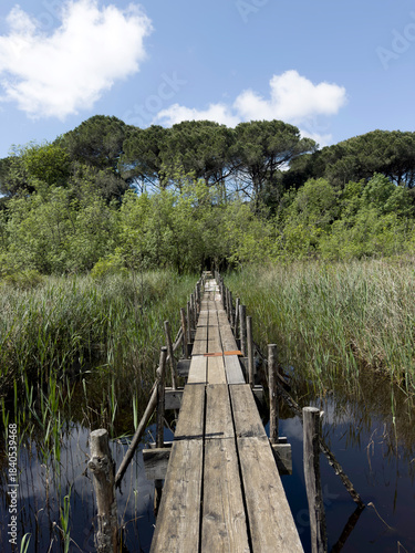 A wooden path immersed in the greenery of a marshy aquatic forest.