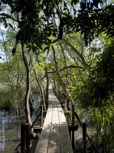 A wooden path immersed in the greenery of a marshy aquatic forest.