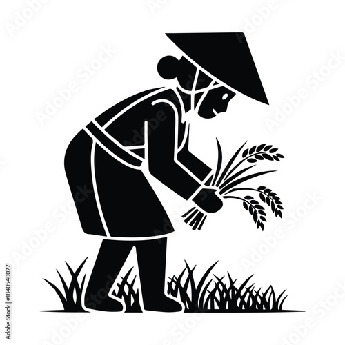Farmer in conical hat harvesting rice stalks in a field silhouette