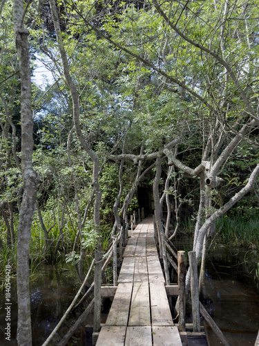A wooden path immersed in the greenery of a marshy aquatic forest.