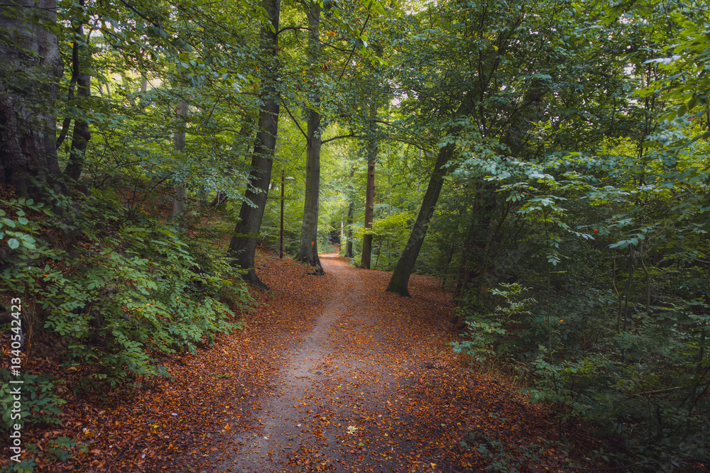 Obraz premium A wide, tranquil photograph of a straight dirt path winding through a deep, vibrant forest in Ramlosa Brunnspark, Helsingborg. The ground is heavily covered with fallen reddish-brown autumn leaves, co