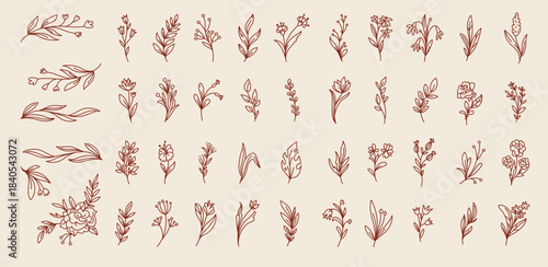 Floral line. Simple outlines of flowers, leaves on twigs. Branches in elegant frames. Vintage wedding bouquets, botanical sketches decorative design element. Vector luxury herb tidy plant isolated set