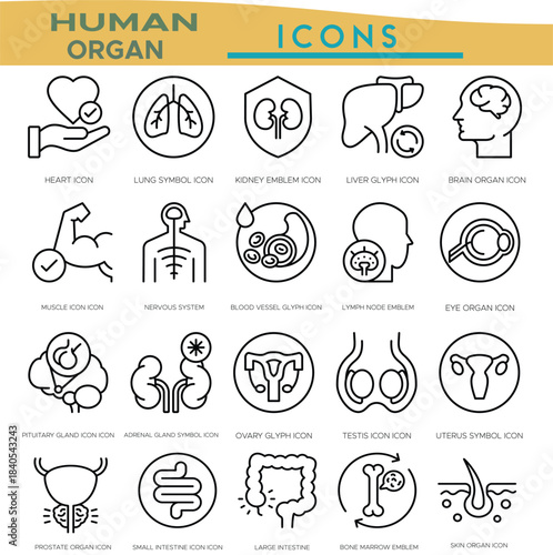 Human organ icon set medical vector illustration