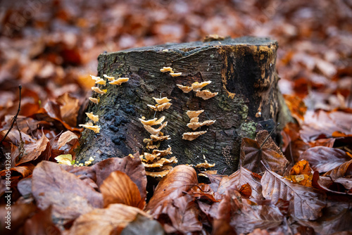 Fungi growing on mossy tree stump surrounded by autumn leaves Germany, Augsburg, 10 December 2025