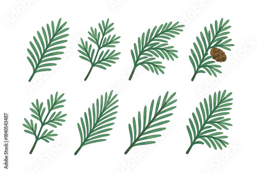Pine branches collection, flat vector illustration, evergreen, spruce, fir