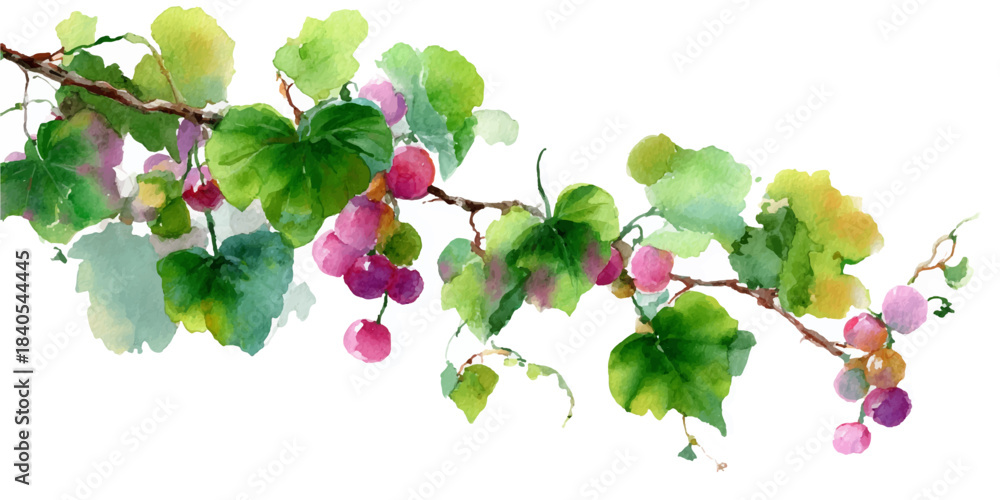 Fototapeta premium Delicate watercolor painting of a grape vine branch with green leaves and clusters of pink and purple berries