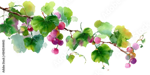 Delicate watercolor painting of a grape vine branch with green leaves and clusters of pink and purple berries