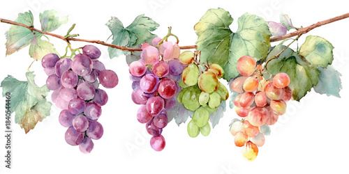 6Watercolor painting of three bunches of ripe grapes with green leaves hanging from a vine