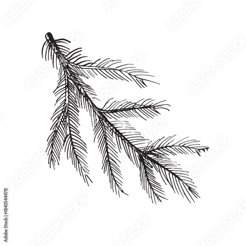 Detailed hand-drawn vector illustration of a pine branch with thin needles. Natural botanical sketch perfect for winter designs, Christmas decor, forest themes, rustic elements, and seasonal holiday.
