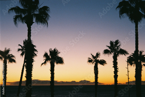 Sunset Palm trees