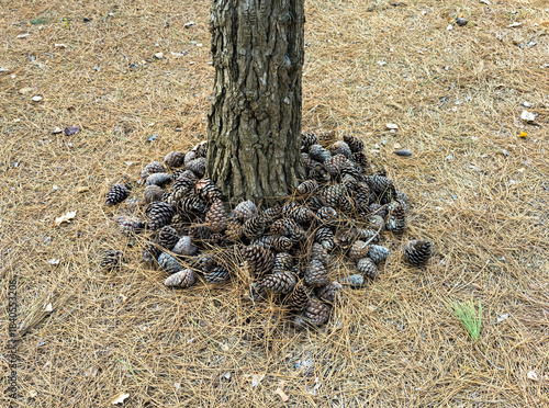 Cones neatly collected near the trunk as a landscape design technique