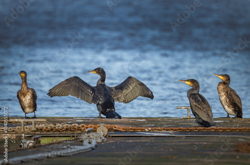 Cormorants perched on the harbour quay