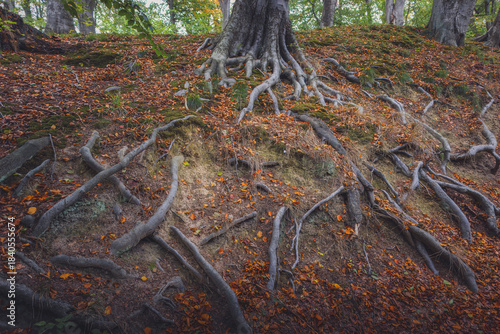 A close-up, ground-level photograph capturing the complex, exposed root system of a large, old tree trunk. The silvery, gnarled roots claw into the steep, mossy embankment, which is covered with scatt