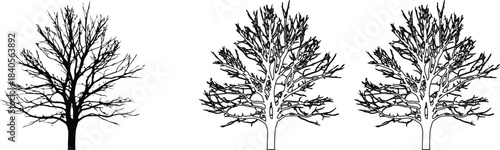 Set of three deciduous bare tree vectors showing silhouette solid white and detailed outline for winter scenery